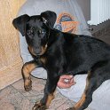 chien DM (31)